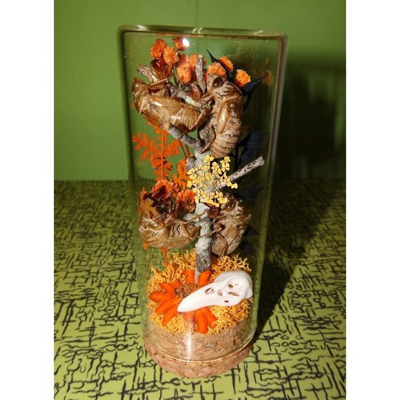 Cicada Skins Autumn Flowers Nature Art Oddity Jar mini Raven Skull goth witchy - Picture 7 of 16